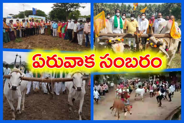 grandly celebrations of eruvaka pournami in andhrapradhesh