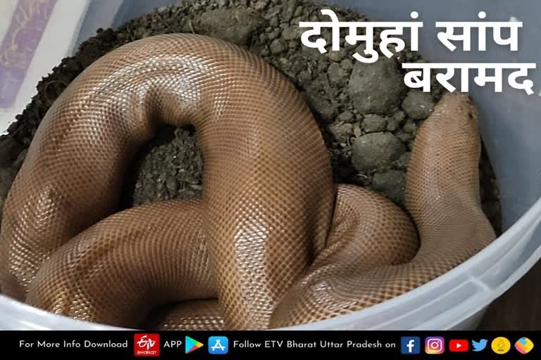 Red sand boa snake recovered in Balrampur  Four smugglers arrested with red sand boa snake in Balrampur  बलरामपुर में रेड सैंड बोआ सांप के साथ चार तस्कर गिरफ्तार  बलरामपुर में रेड सैंड बोआ सांप बरामद  Red Sand Boa Snake  रेड सैंड बोआ सांप  double headed snake  दोमुहां सांप  double headed snake found in Balrampur  बलरामपुर में दोमुहां सांप बरामद  Four snake smugglers recovered in Balrampur  Rare species of snake found in Balrampur  बलरामपुर में दुर्लभ जाति का सांप बरामद  बलरामपुर में चार सांप तस्कर बरामद