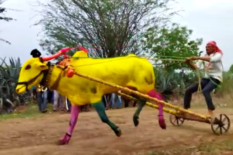 bull cart race organised in Karajgi on the occasion of vat savitri purnima