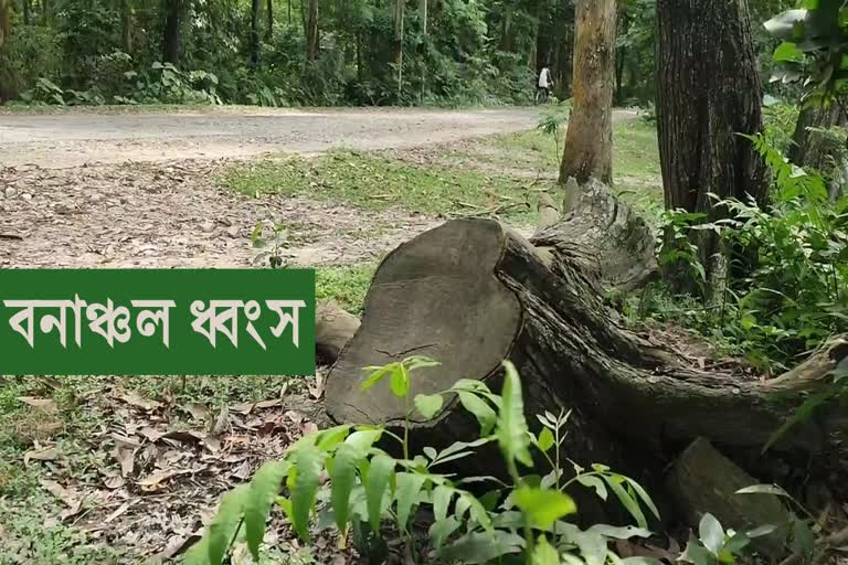 deforestation-at-kamrup-tulsibari-forest