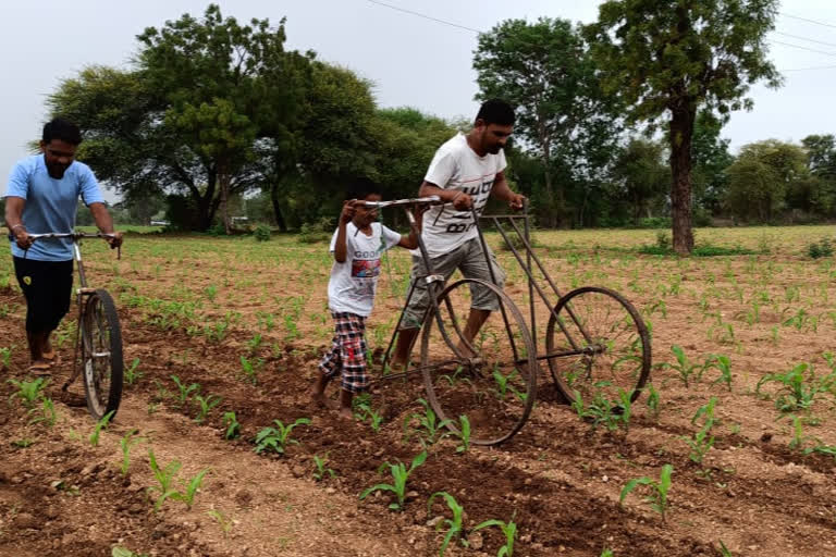 येवल्यातसायकलद्वारे शेतात कोळपणी