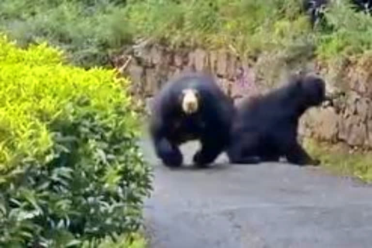 Bear Charges At Tamil Nadu Biker, Bear Charges At Tamil Nadu Biker news, Anand Mahindra shared a video, Industrialist Anand Mahindra, Industrialist Anand Mahindra news, ತಮಿಳುನಾಡು ಬೈಕ್​ ಸವಾರರ ಮೇಲೆ ಕರಡಿ ದಾಳಿ, ತಮಿಳುನಾಡು ಬೈಕ್​ ಸವಾರರ ಮೇಲೆ ಕರಡಿ ದಾಳಿ ಸುದ್ದಿ, ವಿಡಿಯೋ ಹಂಚಿಕೊಂಡ ಆನಂದ್​ ಮಹೇಂದ್ರ, ಕೈಗಾರಿಕೋದ್ಯಮಿ ಆನಂದ್​ ಮಹೇಂದ್ರ, ಕೈಗಾರಿಕೋದ್ಯಮಿ ಆನಂದ್​ ಮಹೇಂದ್ರ ಸುದ್ದಿ,