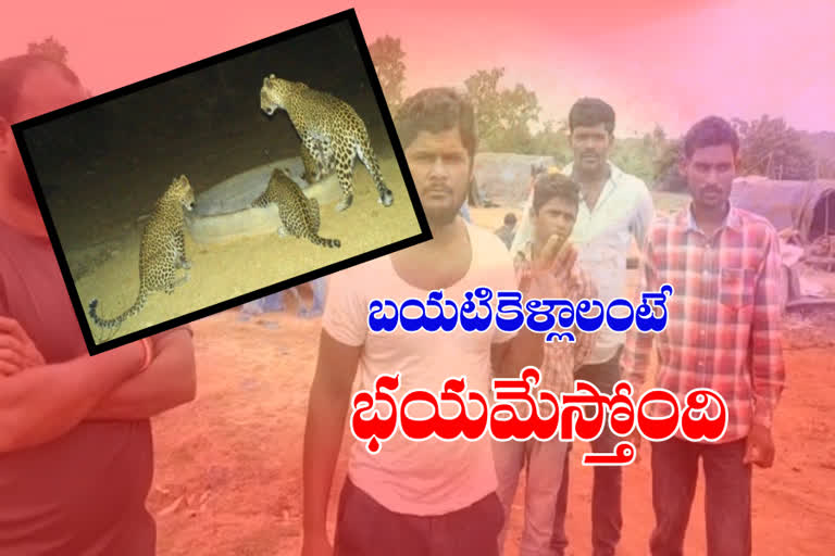 Medak district people in panic with cheetahs roaming