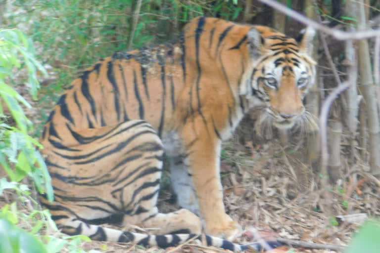 chhattisgarh first caller id tigrer