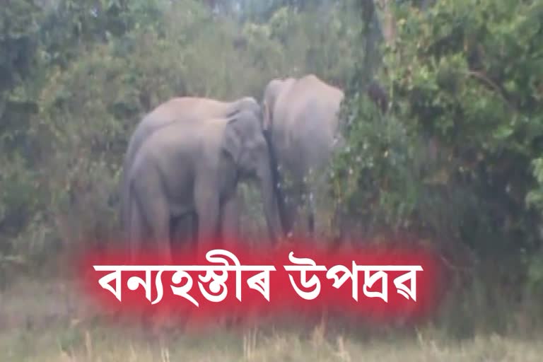 forest worker oparation on elephant remove in samoguri