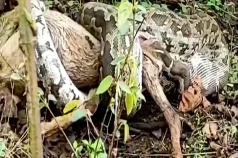 ನಂದೂರ್​ಬಾರ್​ನಲ್ಲಿ ಮೇಕೆ ಕೊಂದ ಹೆಬ್ಬಾವು