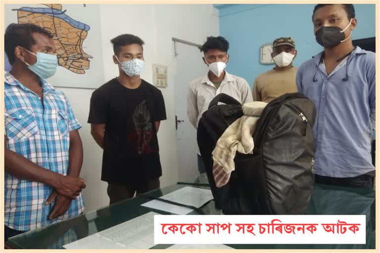 four-person-arrested-for-smuggling-gecko-in-tinsukia