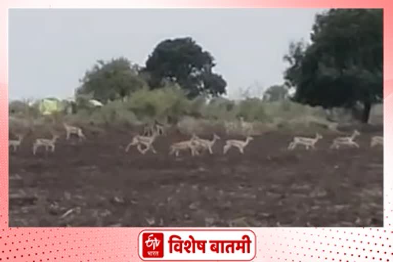 Deer destroyed crops in Sambar area parbhani