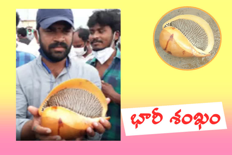 big conch found by a fisher man