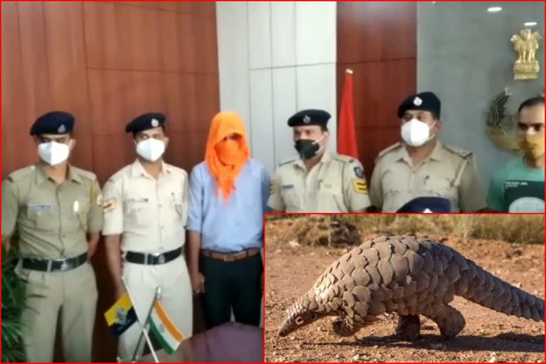 Himachal Pangolin News, हिमाचल पैंगोलिन न्यूज