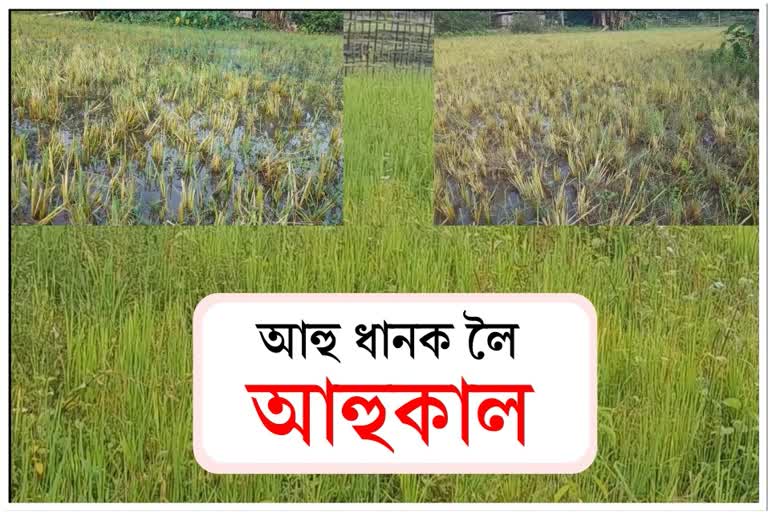 আহুধানৰ খেতি কৰি আহুকালত ধেমাজিৰ কৃষক