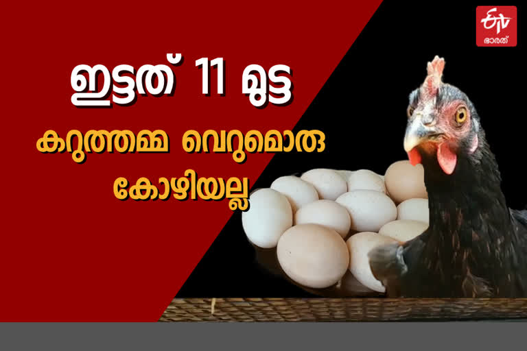 11 eggs within one day hen become star in Balussery kozhikode  "കറുത്തമ്മ" മുട്ടയിട്ടു, ഒറ്റ ദിവസം 11 എണ്ണം ബാലുശേരിയില്‍ കോഴിയും മുട്ടയും സൂപ്പർ ഹിറ്റ്  When the family approached the veterinarian following suspicions about the incident, they were told that it was due to hormonal changes.  സംഭവത്തില്‍ സംശയമുണ്ടായതിനെ തുടര്‍ന്ന് വീട്ടുകാര്‍ മൃഗഡോക്‌ടറെ സമീപിച്ചപ്പോള്‍ ഹോർമോൺ വ്യതിയാനമാണ് കാരണമെന്നാണ് മറുപടി ലഭിച്ചത്.  കോഴിക്കോട് ബാലുശ്ശേരി കൊളത്തൂർ കുന്നത്ത് മീത്തൽ മനോജിന്‍റെ വീട്ടിലെ കോഴി ഒറ്റദിവസം ഇട്ടത് 11 മുട്ട