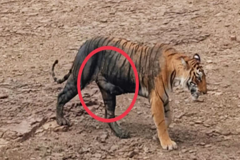 tigress arrowhead t-84 pregnant,  ranthambore tiger reserve