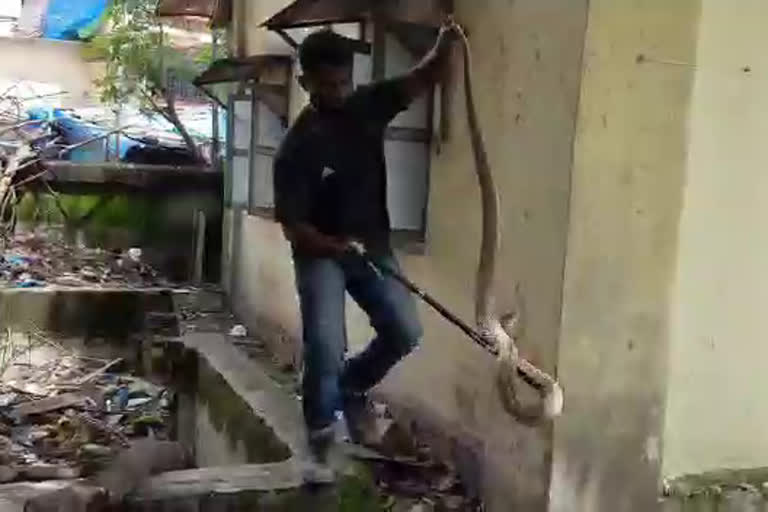 Cobra enters the chauki, kitchen  in thane