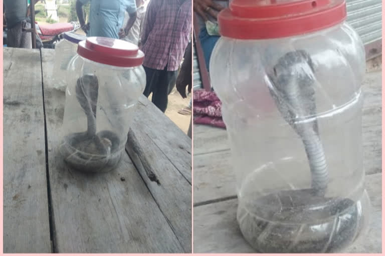 Villagers made snake captive