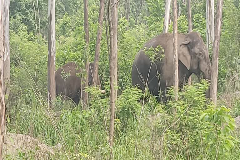 elephants terror in haldwani