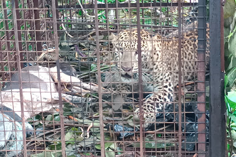 Leopard came in residential area