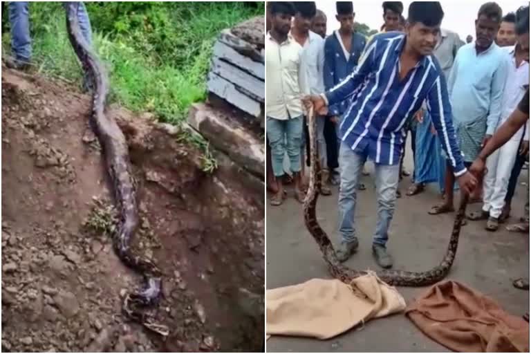 Python rescued in Kalaburgi