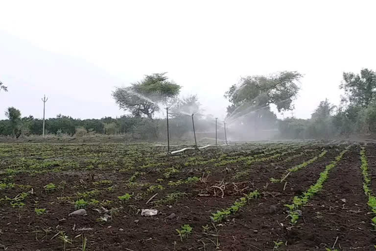 पिके जगवण्यासाठी भर पावसाळ्यात तुषार सिंचनचा वापर