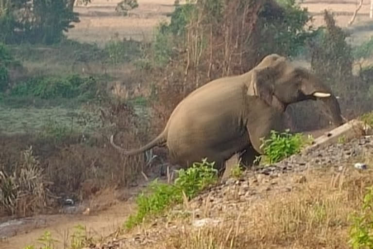 ତେଲକୋଇ ରେଞ୍ଜରେ ଥମୁନି ବଣୁଆ ହାତୀଙ୍କ ଉପଦ୍ରବ