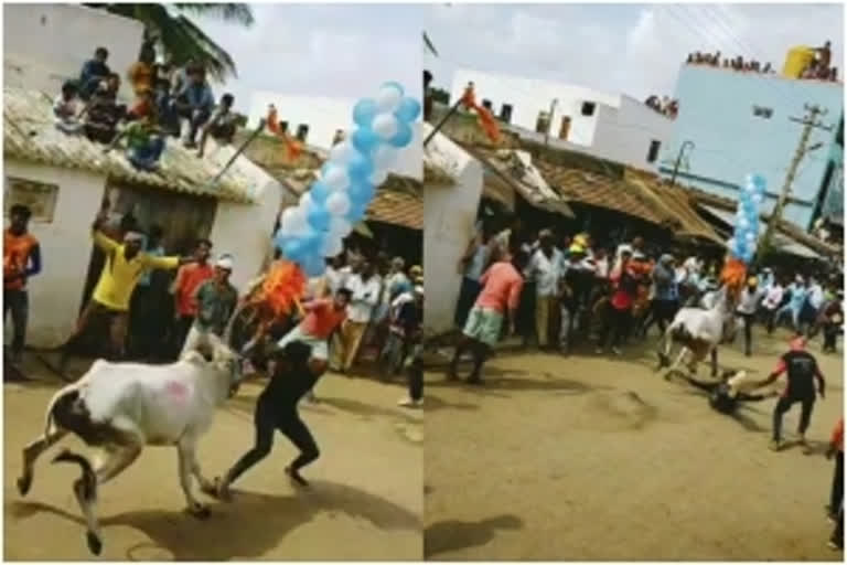 Young man gored to death during bull race in Karnataka