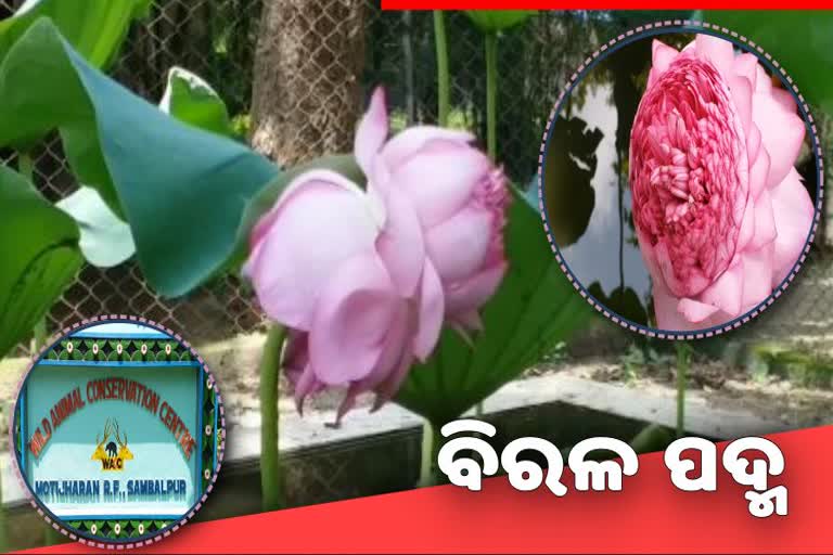 ପ୍ରକୃତିପ୍ରେମୀଙ୍କ ପାଇଁ ଖୁସି ଖବର: ଡିୟର ପାର୍କରେ ଫୁଟିଛି ହଜାରେ ପାଖୁଡାର ପଦ୍ମ