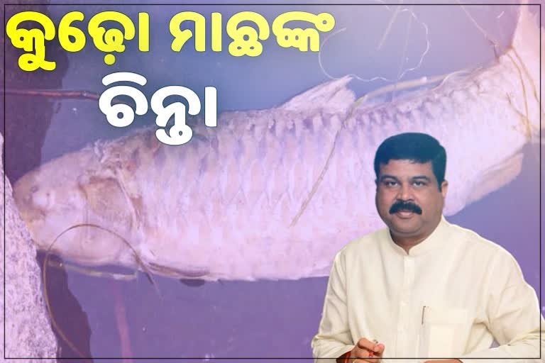 Union minister dharmendra pradhan, dharmendra pradha expressed concern, concern about the kudho fish, kudho in mahanadi river, kudho fish near huma temple, କୁଢ଼ୋ ମାଛଙ୍କ ପାଇଁ ଧର୍ମେନ୍ଦ୍ରଙ୍କ ଚିନ୍ତା, କେନ୍ଦ୍ରମନ୍ତ୍ରୀ ଧର୍ମେନ୍ଦ୍ର ପ୍ରଧାନ, ବକ୍ର ମନ୍ଦିର, ହୁମା ବକ୍ର ମନ୍ଦିର