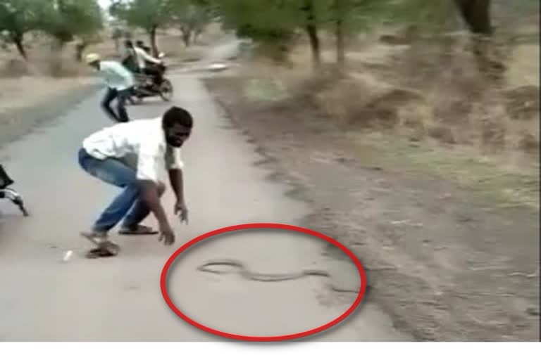 snake on the road