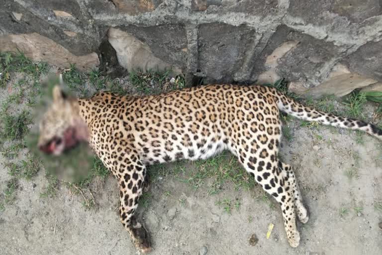 Leopard found dead faridabad