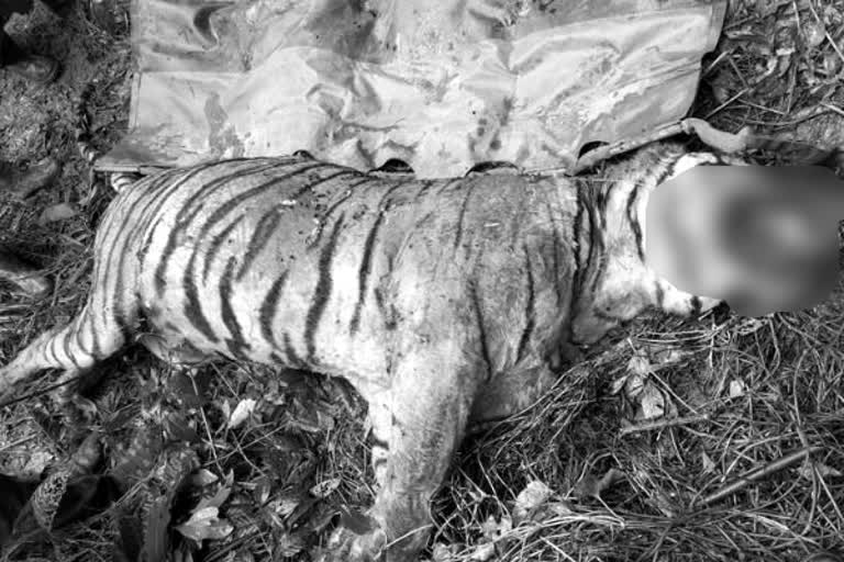 Tiger killing in Kaziranga: Forest guard suspended for accidental firing