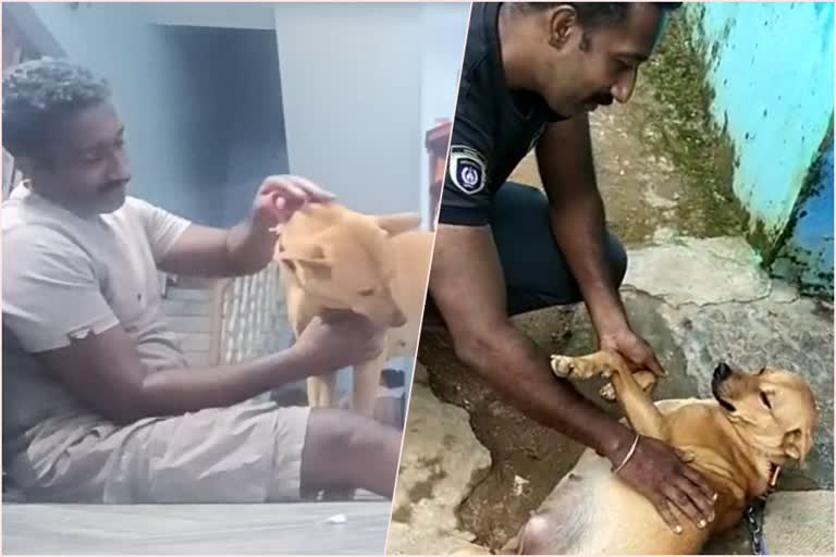 കുവി തിരികെ ശ്വാനസേനയിലേക്ക്  koovi  കുവി  koovi returned to dog squad from pettimudi  pettimudi  pettimudi disaster  koovi dog  dog squad  പെട്ടിമുടി  പെട്ടിമുടി ദുരന്തം