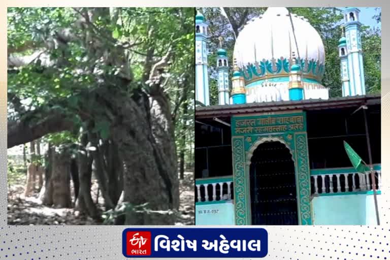 3 હેક્ટરમાં ફેલાયું ઘટાદાર વૃક્ષ