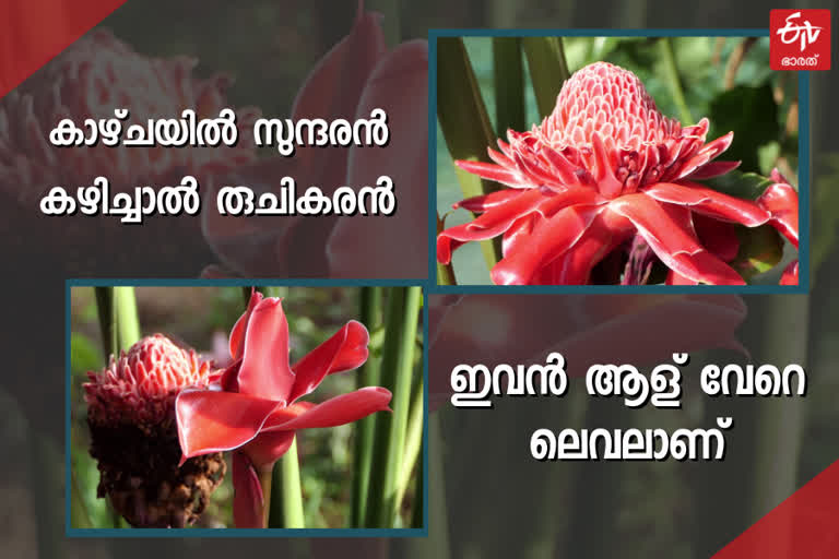 torch-ginger-ginger-flower-red-ginger-lily-torch-lily-in-idukki-rajakumari