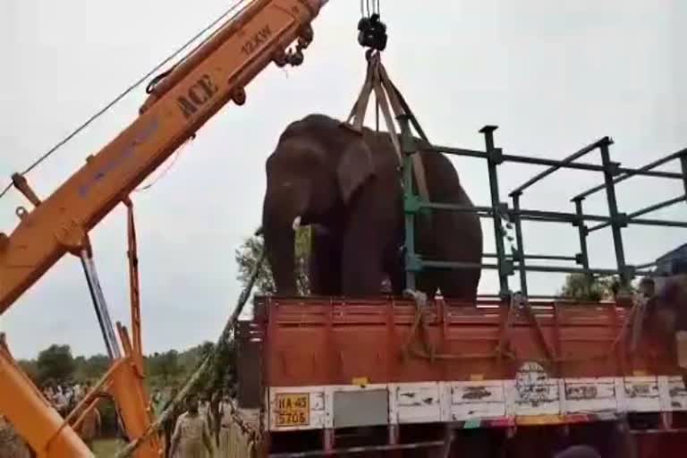 elephant-captured-in-ramanagara