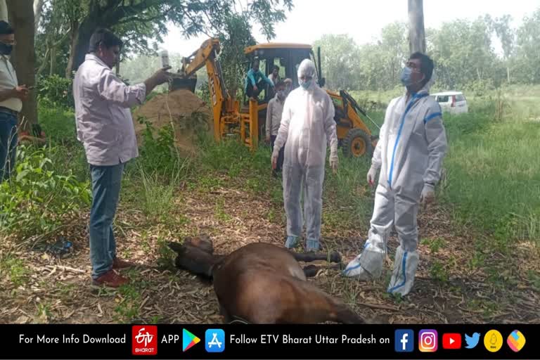 Glanders virus infected horse killed  Glanders virus confirmed in a horse in Meerut  horse killed by poison injection in Meerut  मेरठ के एक घोड़ में ग्लैंडर्स वायरस की पुष्टि  मेरठ में जहर का इंजेक्शन देकर घोड़े को मारा गया  glanders virus infected horse in Ganeshpur village  गणेशपुर गांव में घोड़ा ग्लैंडर्स वायरस संक्रमित  Glanders virus infected horse killed in Ganeshpur village  गणेशपुर गांव में ​ग्लैंडर्स वायरस संक्रमित घोड़े को मारा गय  Horse killed in Hastinapur area