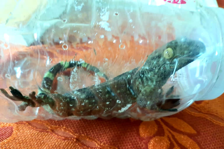 Two arrested for smuggling Gecko near Siliguri