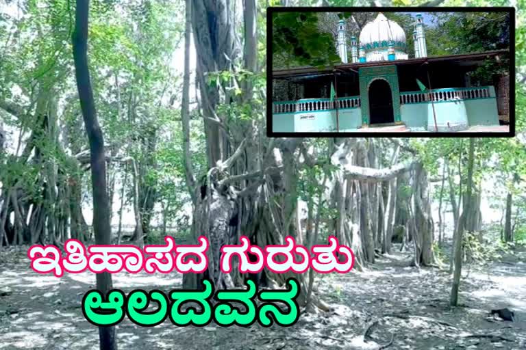 Big Banyan trees Spread over 3 hectares from last decades