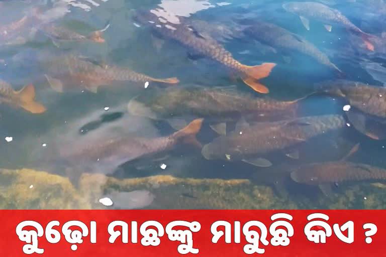 demand of Local people of Huma,  demands before the district administration,  protection of Kudho fish, କୁଢ଼ୋ ମାଛଙ୍କ ସୁରକ୍ଷା, ମାଛଙ୍କ ସୁରକ୍ଷା ପାଇଁ ଜିଲ୍ଲା ପ୍ରଶାସନ ଆଗରେ ଦାବି, ହୁମା ମନ୍ଦିର, huma temple