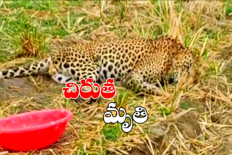 పశువుల దాడిలో గాయపడిన చిరుత మృతి