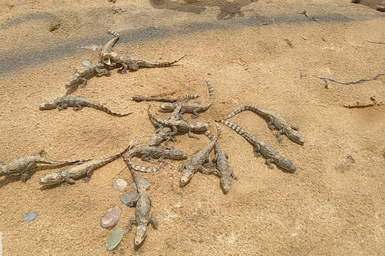 Crocodile babies found in Muchnar Ghat