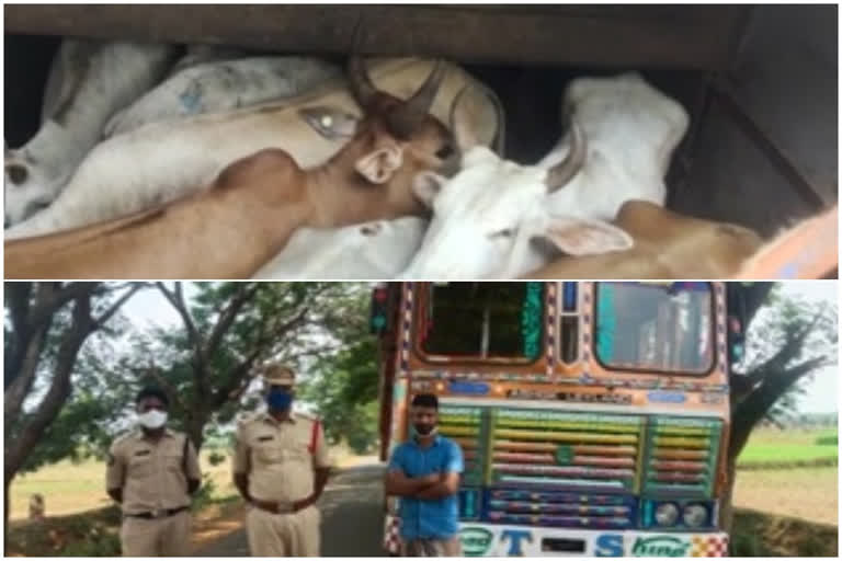 police take over forty cows at chinnaboinapalli