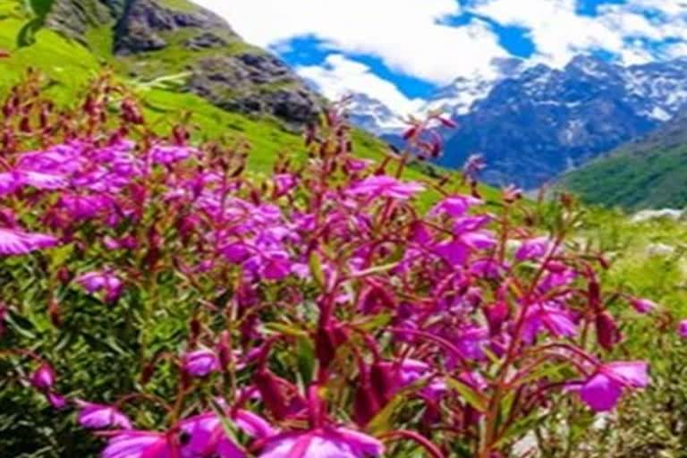 valley of flowers