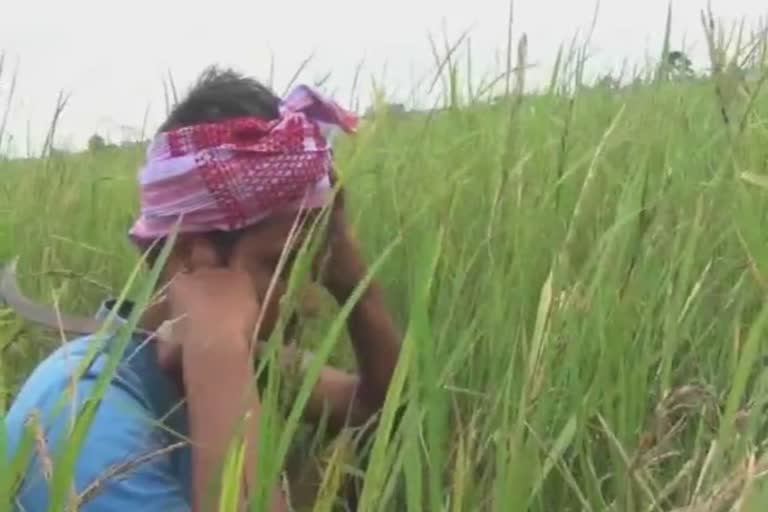 farmers-of-barpeta-got-only-paddy-husk-after-a-year-of-hard-work-in-paddy-field