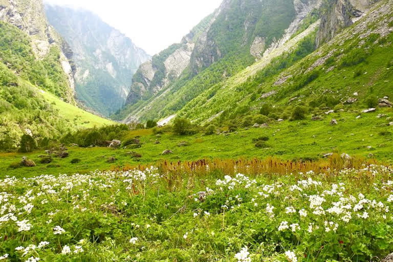 Valley of Flowers