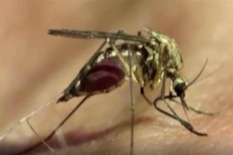 japanese-encephalitis-in-sivsagar-district-of-assam