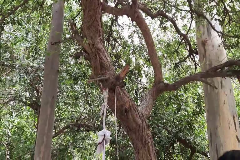 jind man found hanging tree