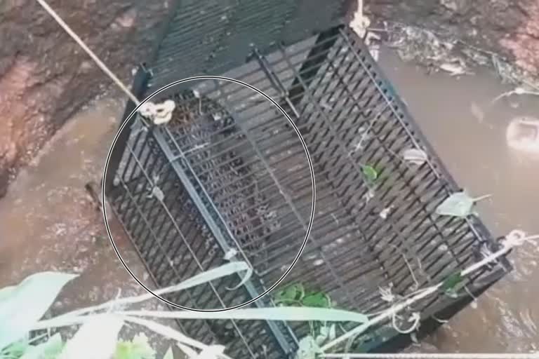 forest officers catched leopard