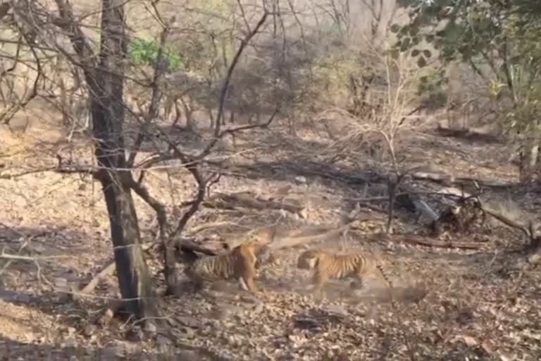 सरिस्का अभयारण,  सरिस्का बाघ अभयारण, Sariska Sanctuary,  Sariska Tiger Sanctuary, alwar news