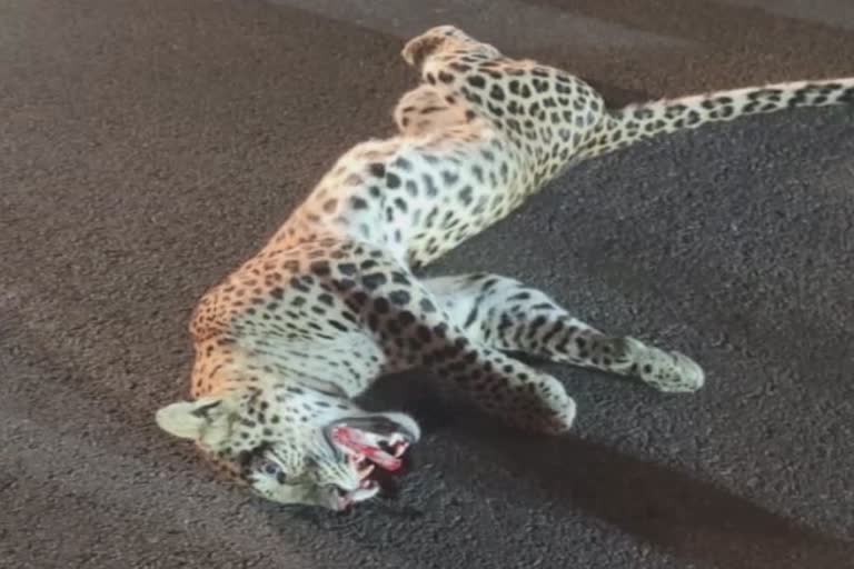Leopard death due to an accident in  nayagarh