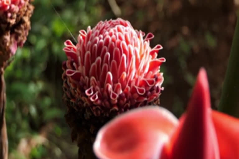 Torch ginger endemic to Thailand, Malaysia spotted in Kerala